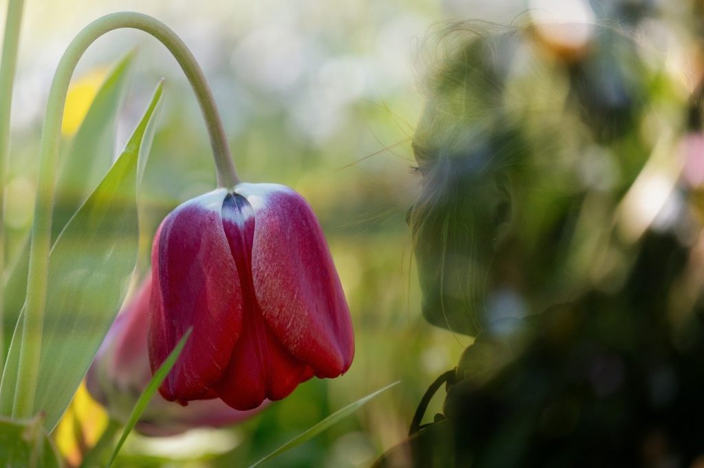 tulip, flower, girl-7797846.jpg